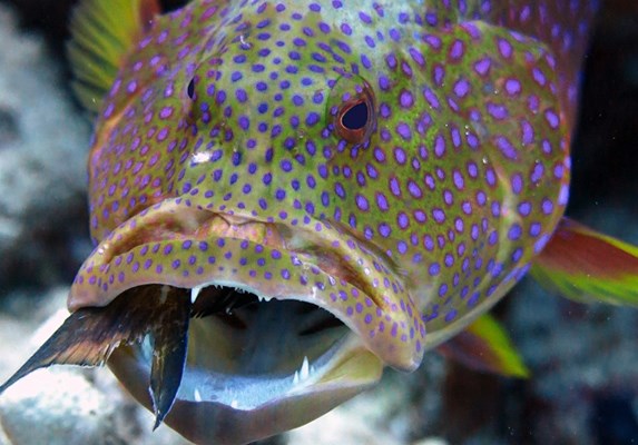 Grouper eating a puffer fish!